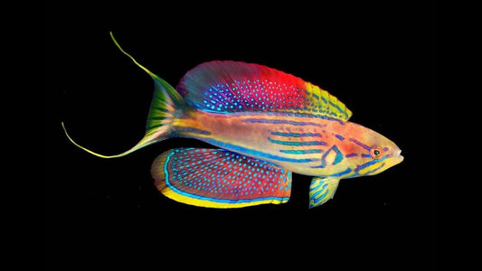 Madagascar Flasher Wrasse