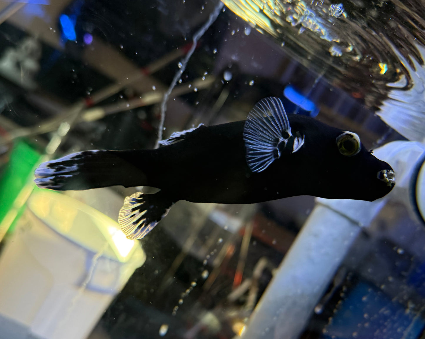 Black spotted puffer