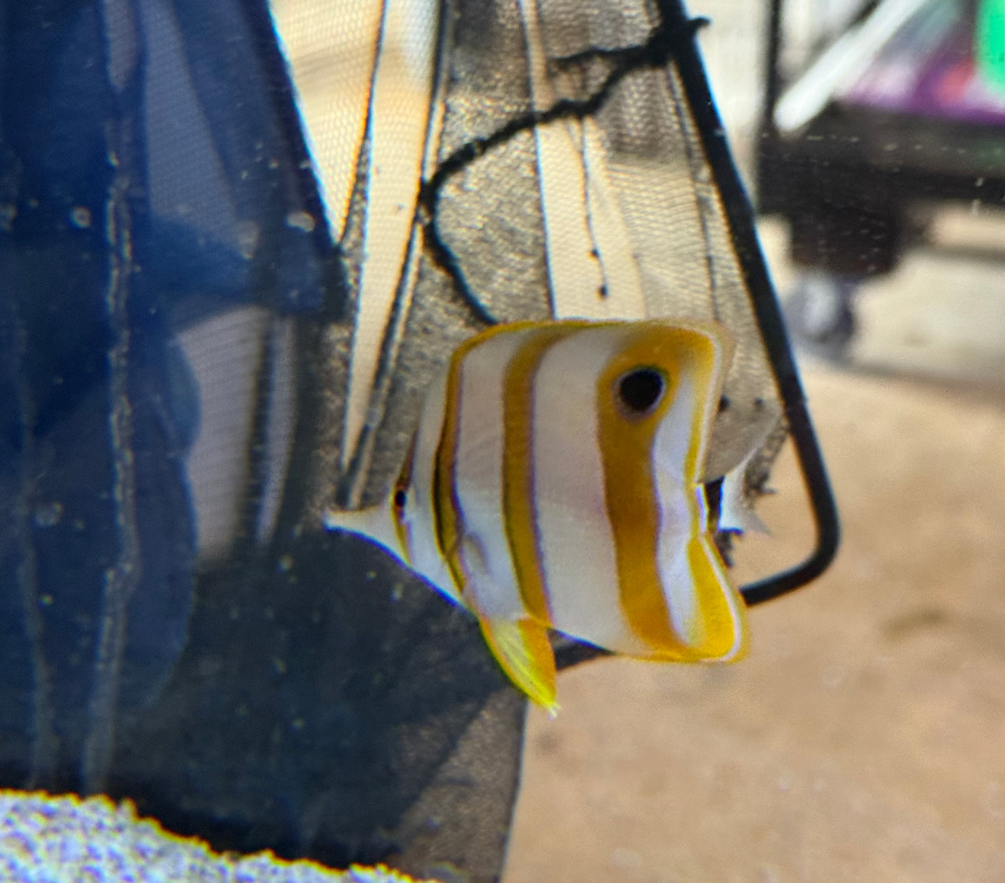 Copperband Butterfly