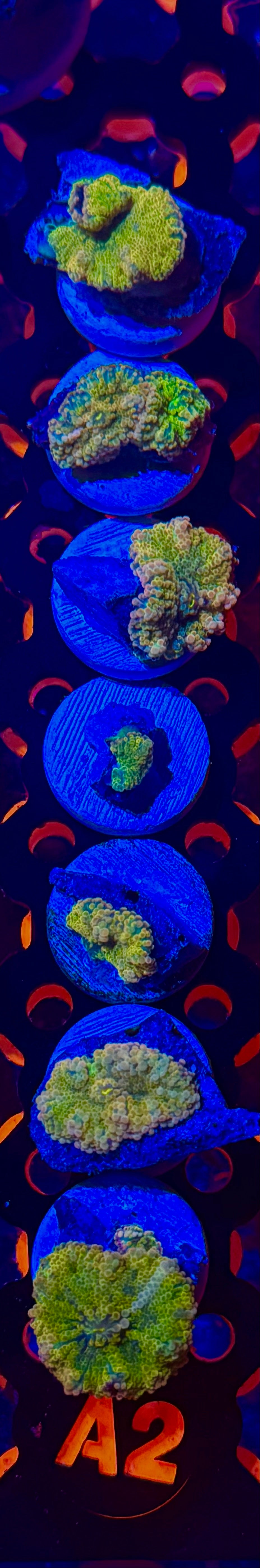 Small Mushroom Solomon Yuma Yellow Purple