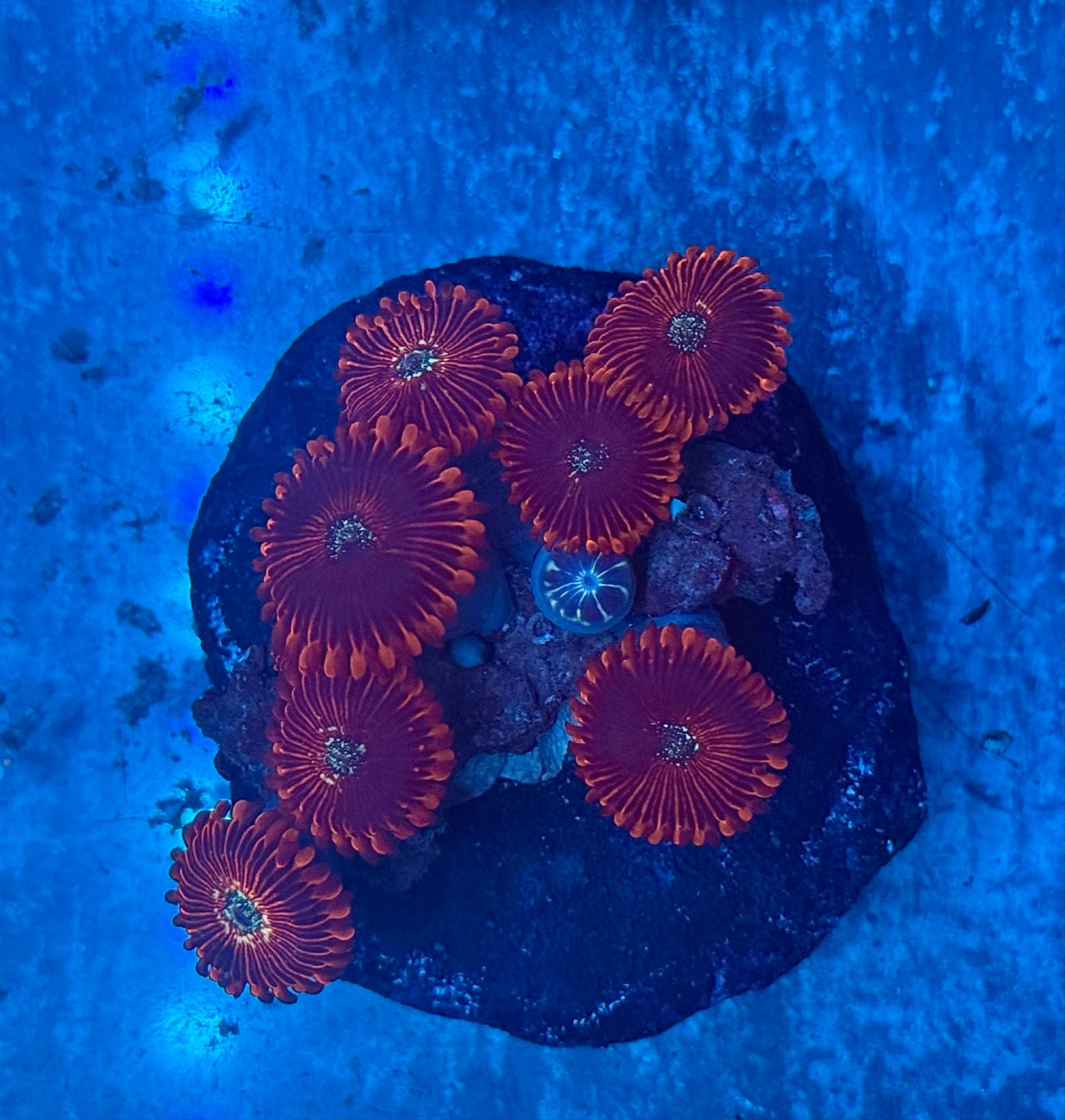 Magicians Zoanthids WYSIWYG