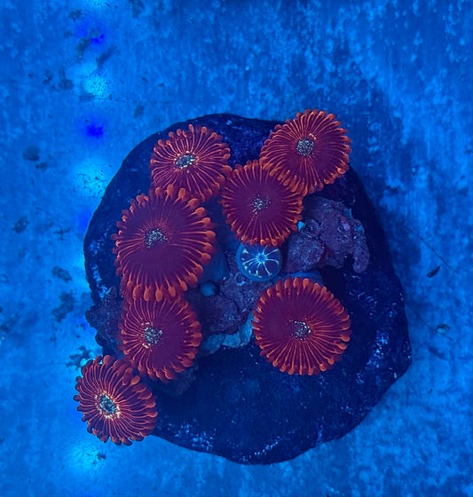 Magicians Zoanthids WYSIWYG