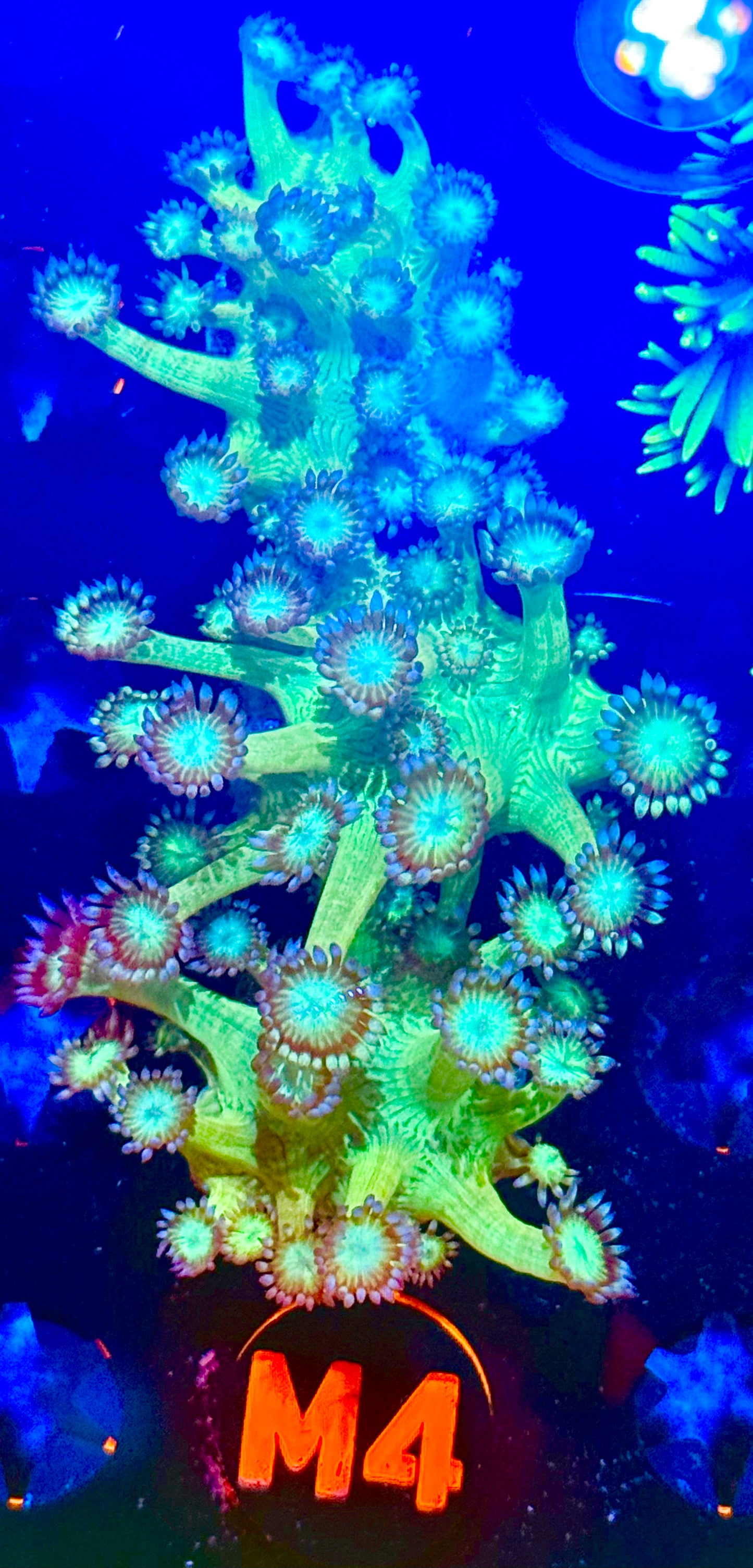 Reverse crystal ball gani