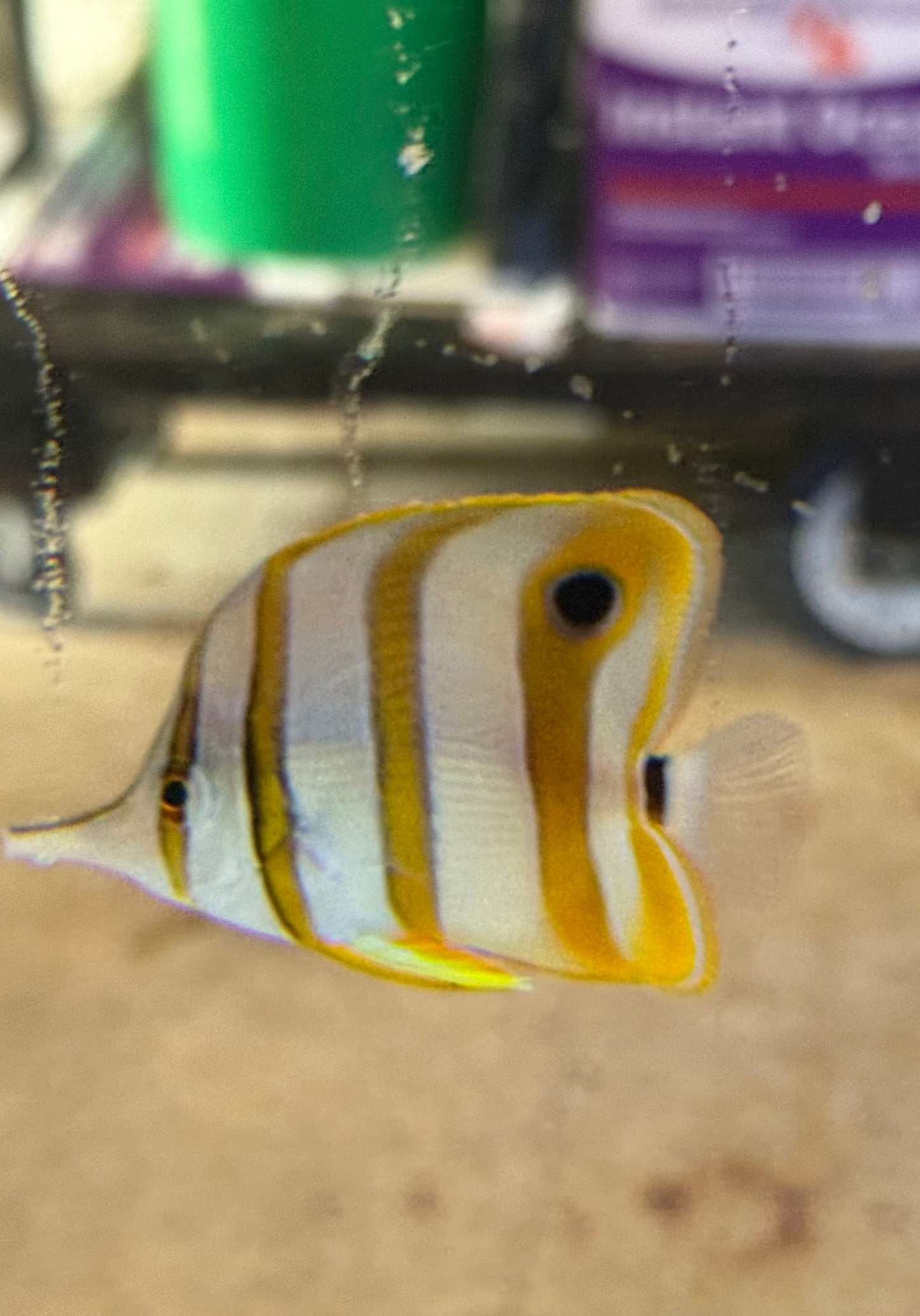 Copperband Butterfly