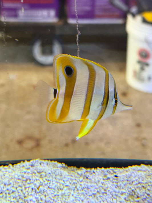 Copperband Butterfly