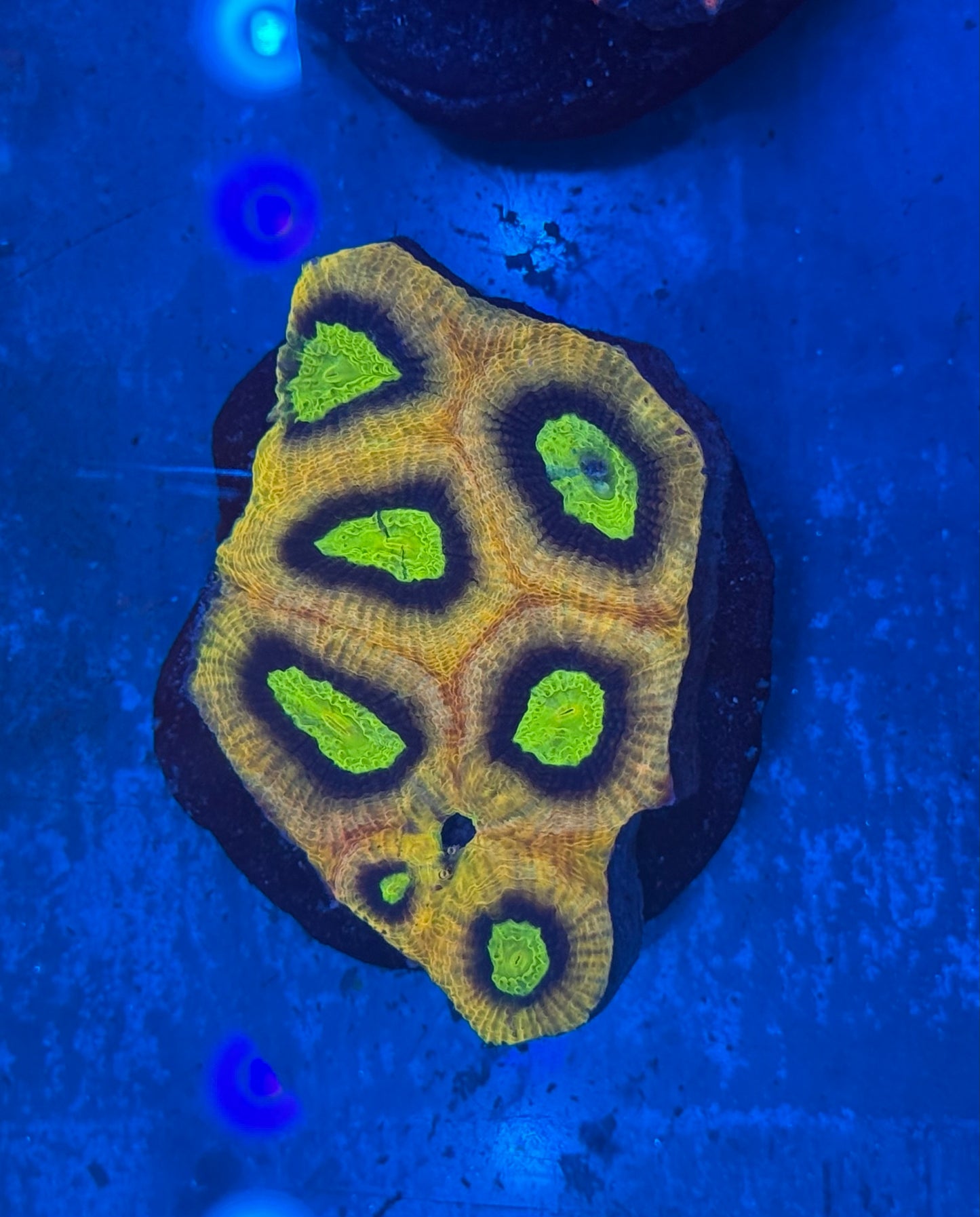 Yellow Voltage Favites Mini Colony WYSIWYG