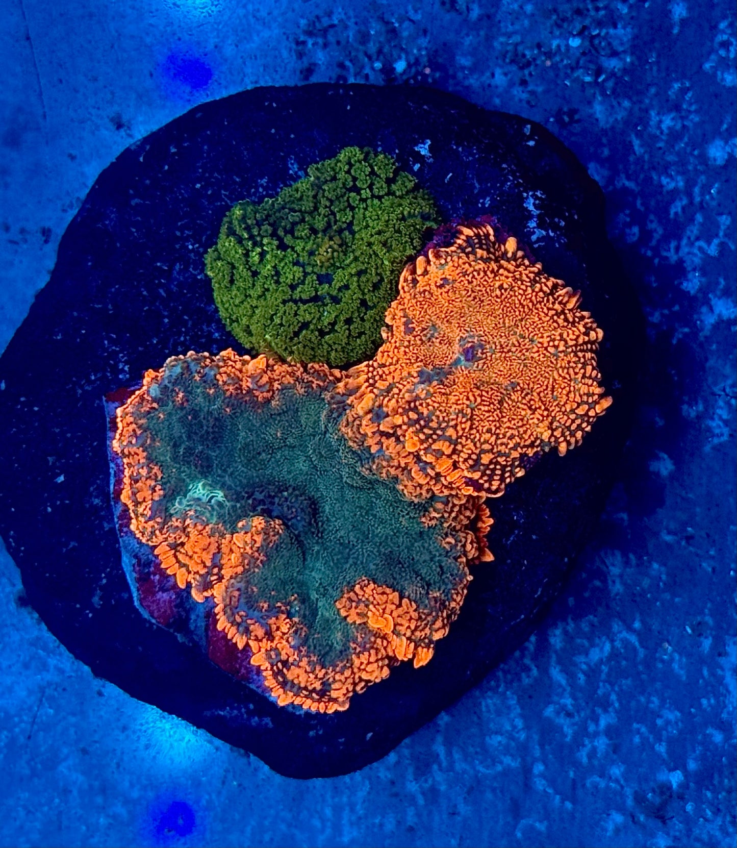 Aussie Mushroom Garden (3 types) WYSIWYG