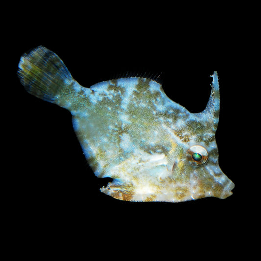 Filefish