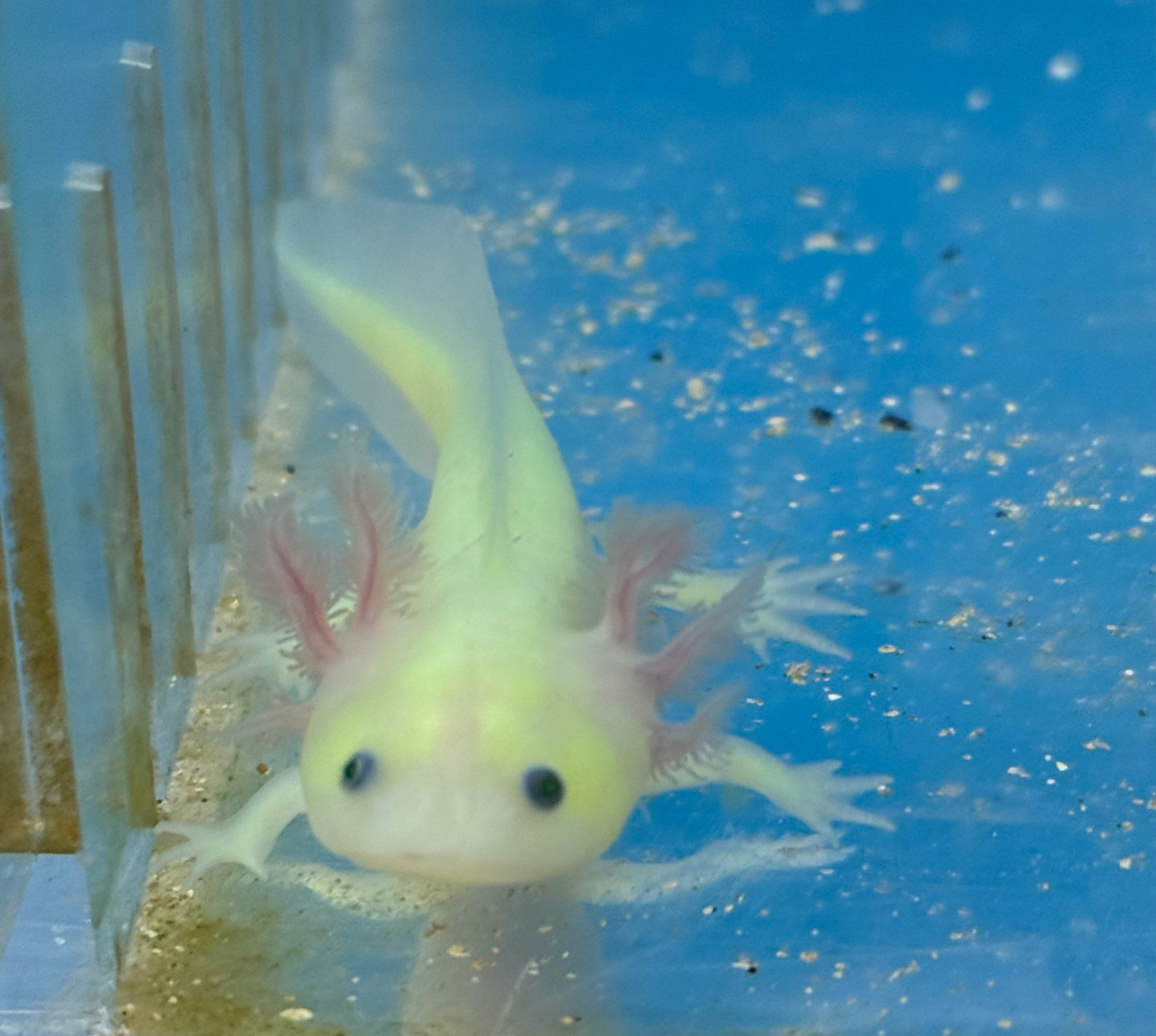 GFP Axolotl