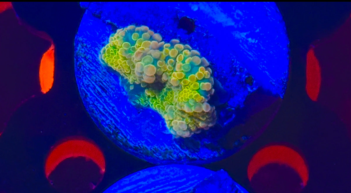 Small Mushroom Solomon Yuma Yellow Purple