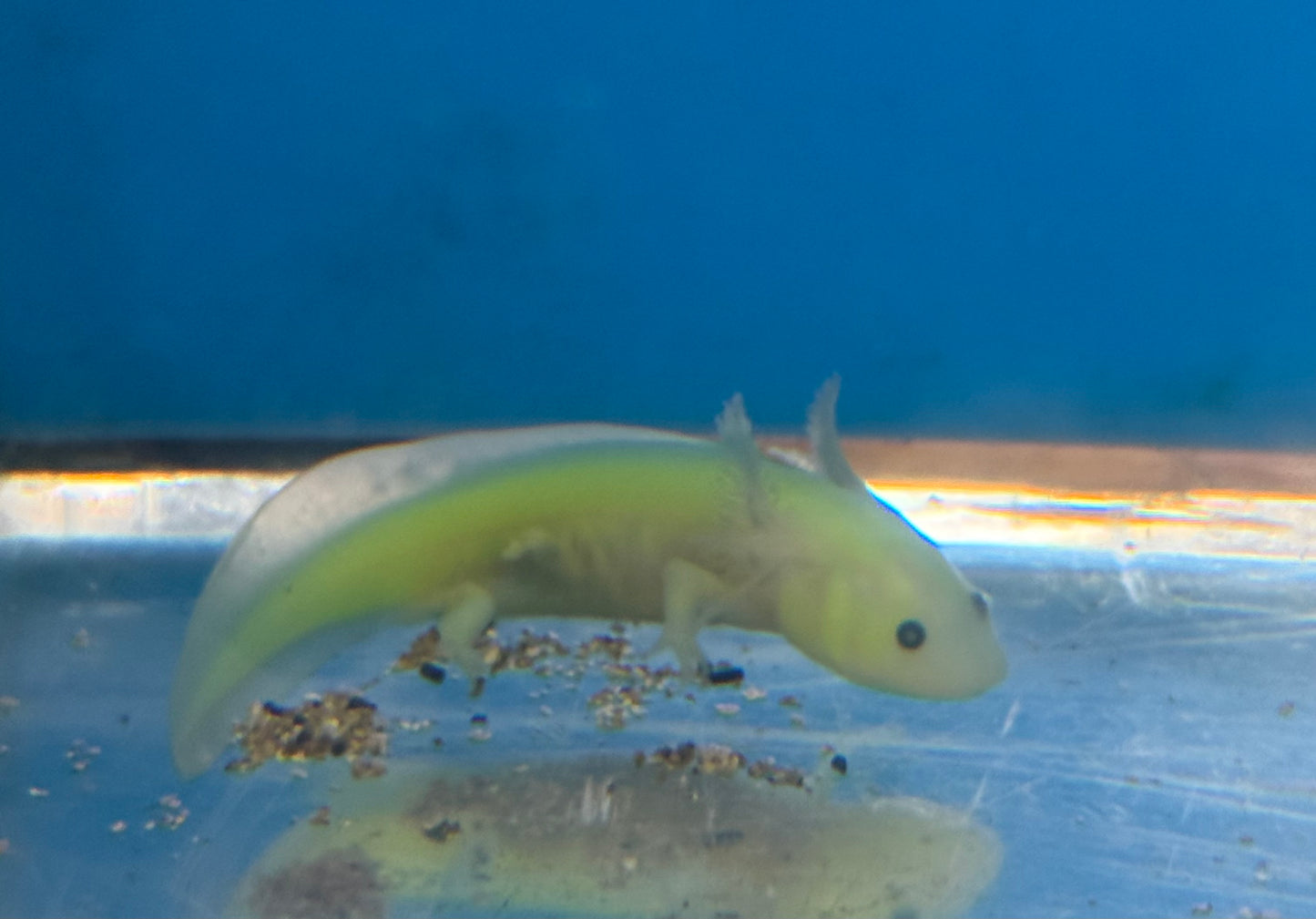GFP Axolotl