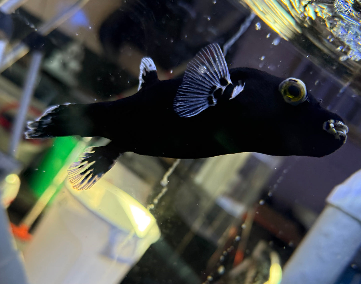 Black spotted puffer