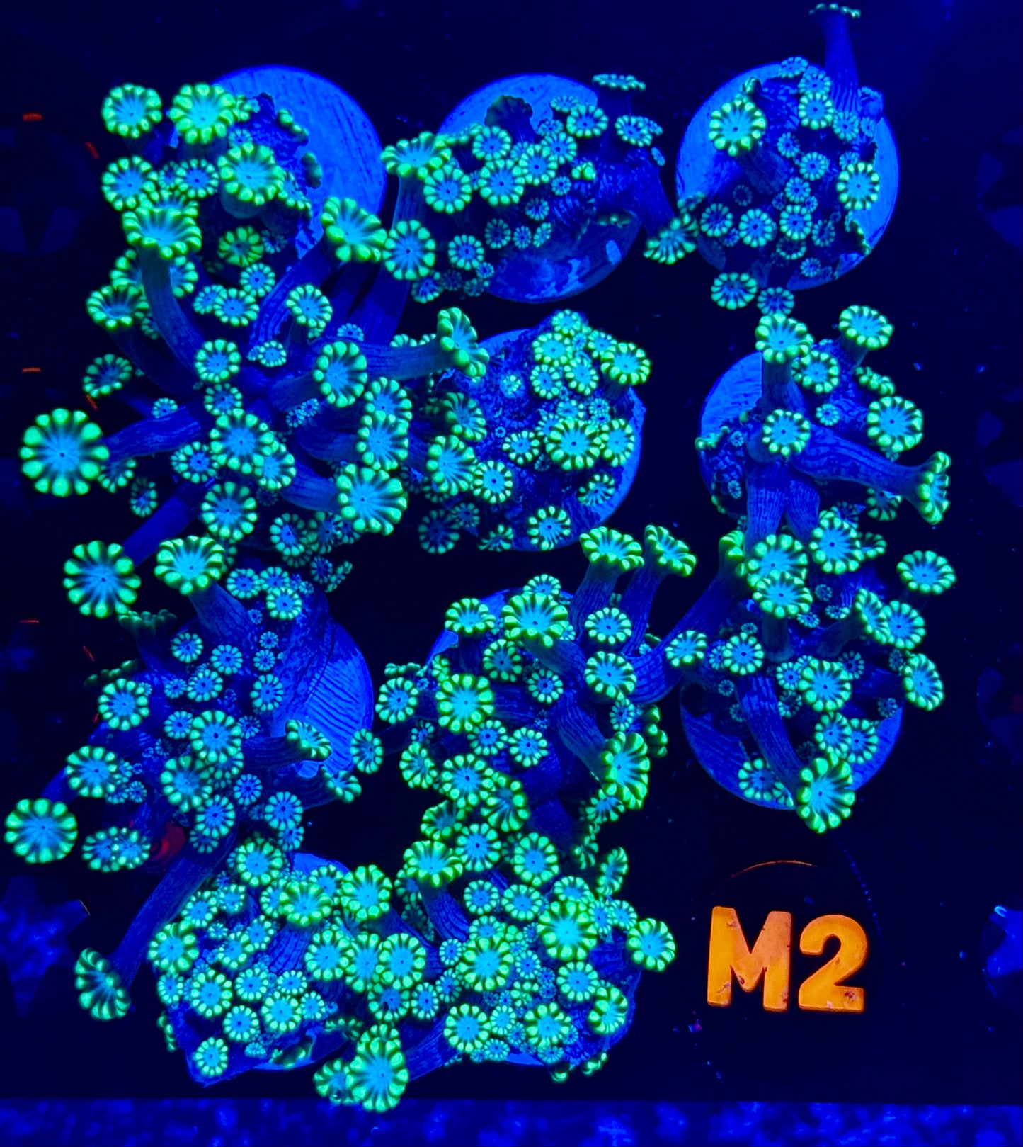 Snow White alveopora