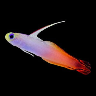 Fire Fish