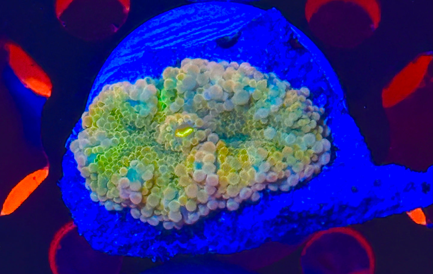 Small Mushroom Solomon Yuma Yellow Purple