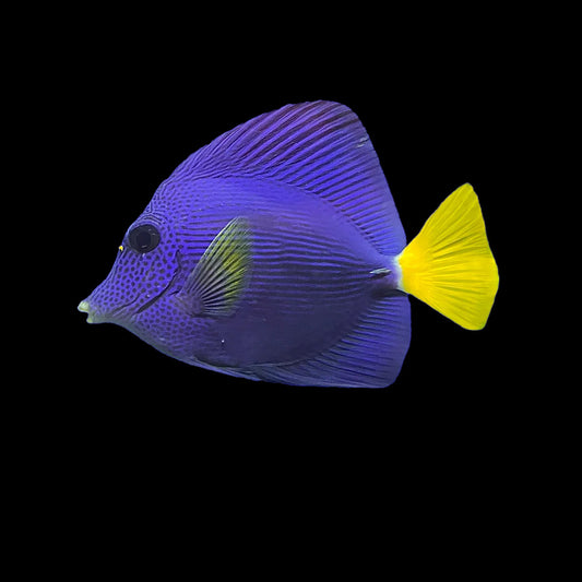 Purple Tang
