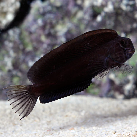 Black Blenny