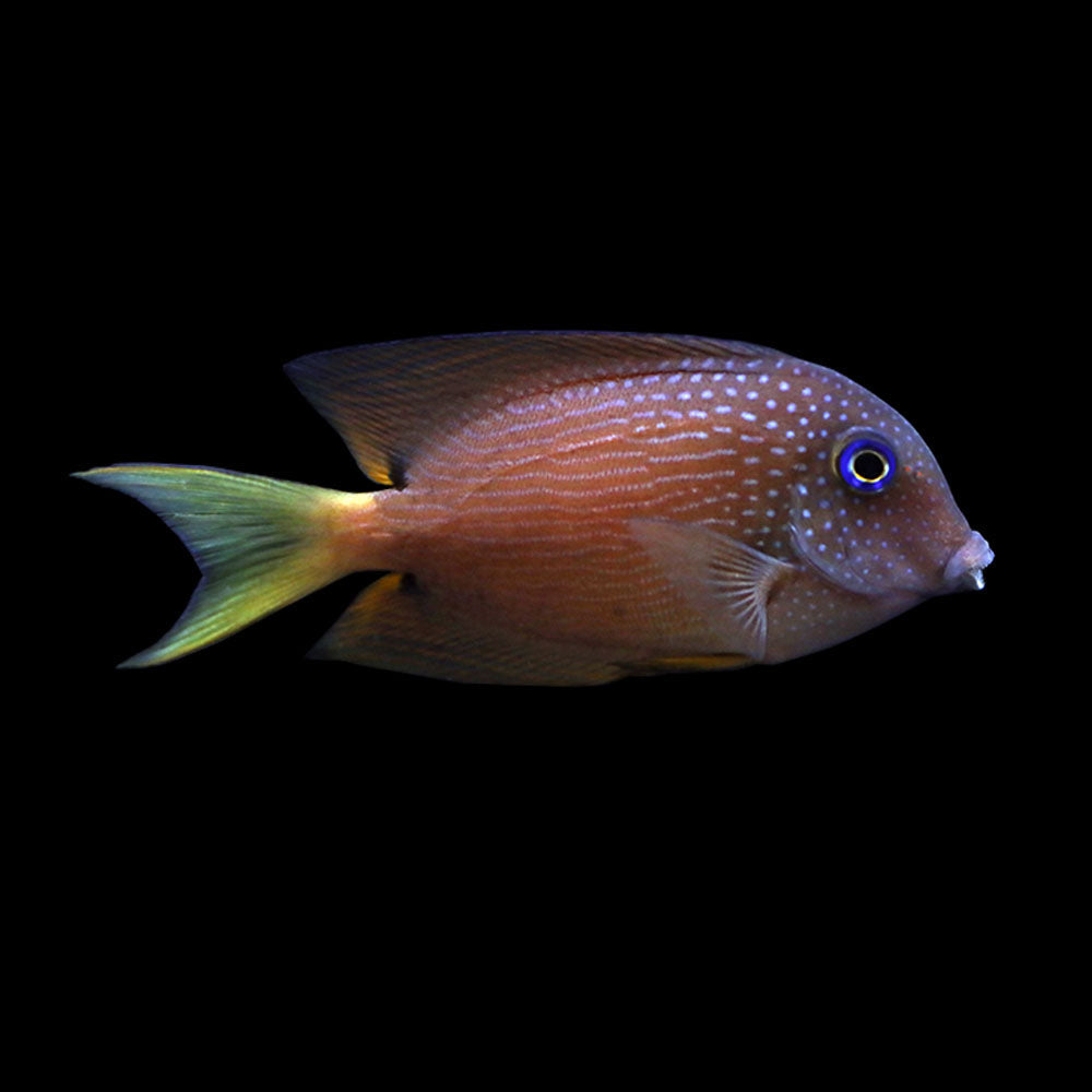 Blue Eye Cole Tang