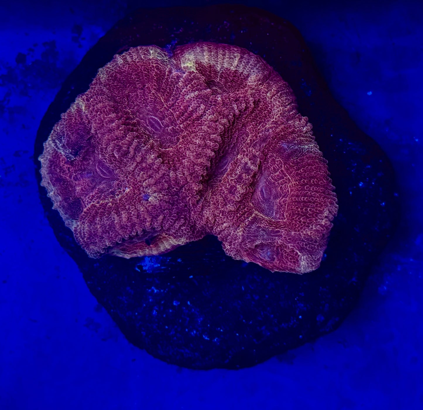 Redrum Barabattoia (Rare Fluted Moon Coral) Mini Colony Wysiwyg