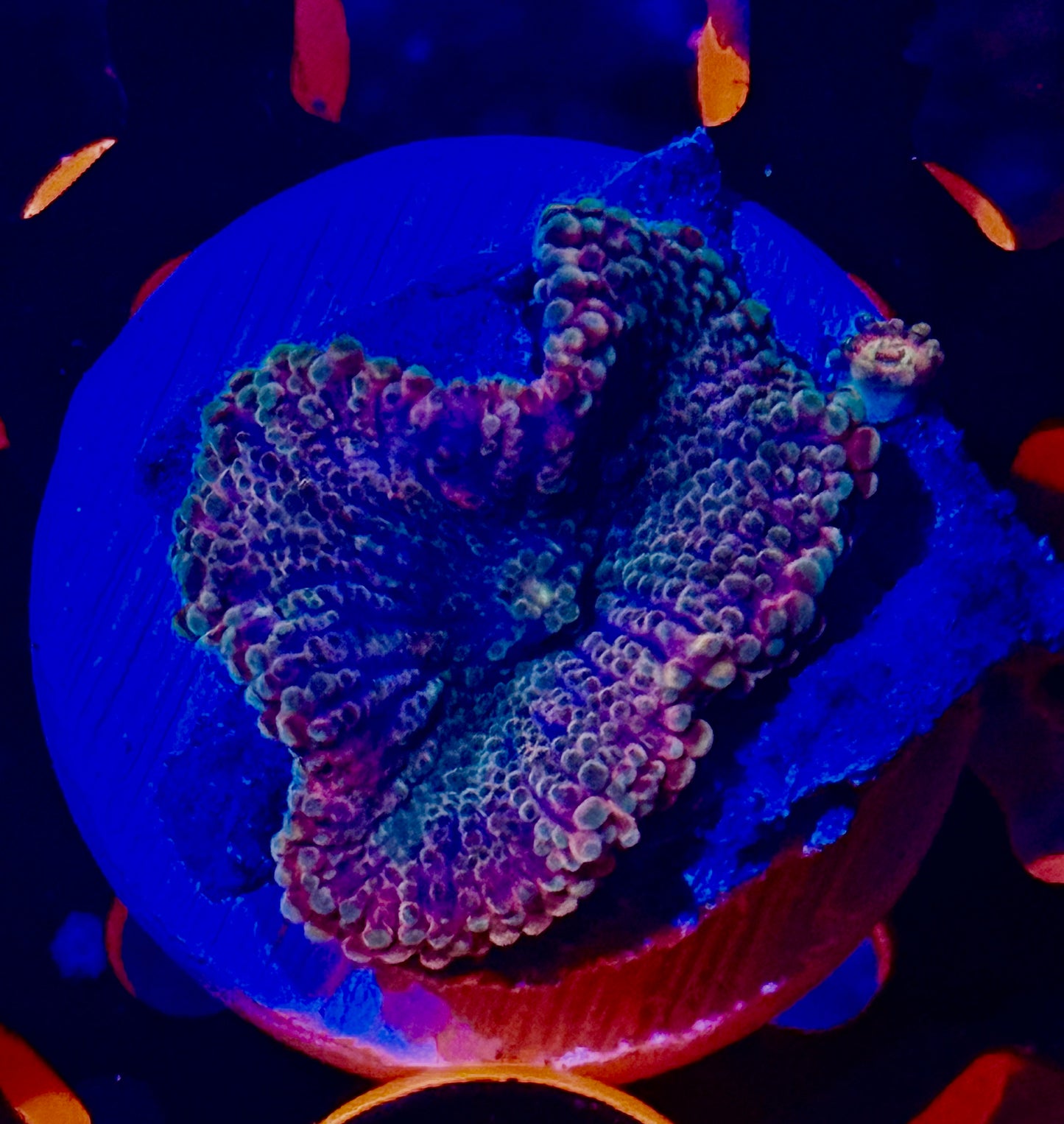 Rainbow Solomon Yuma