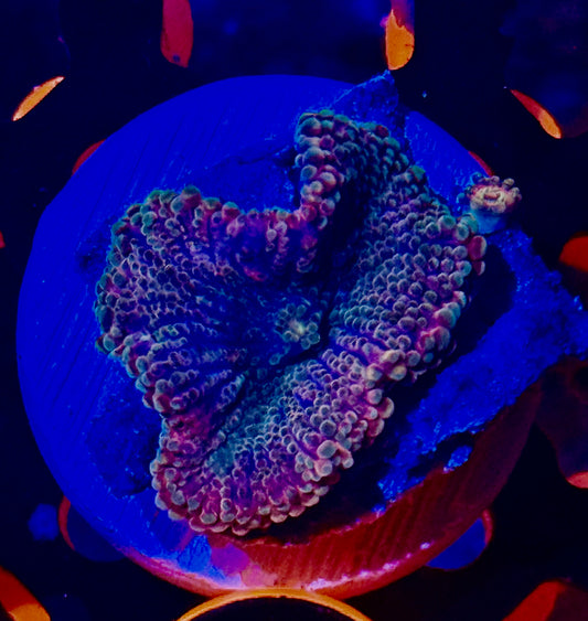 Rainbow Solomon Yuma