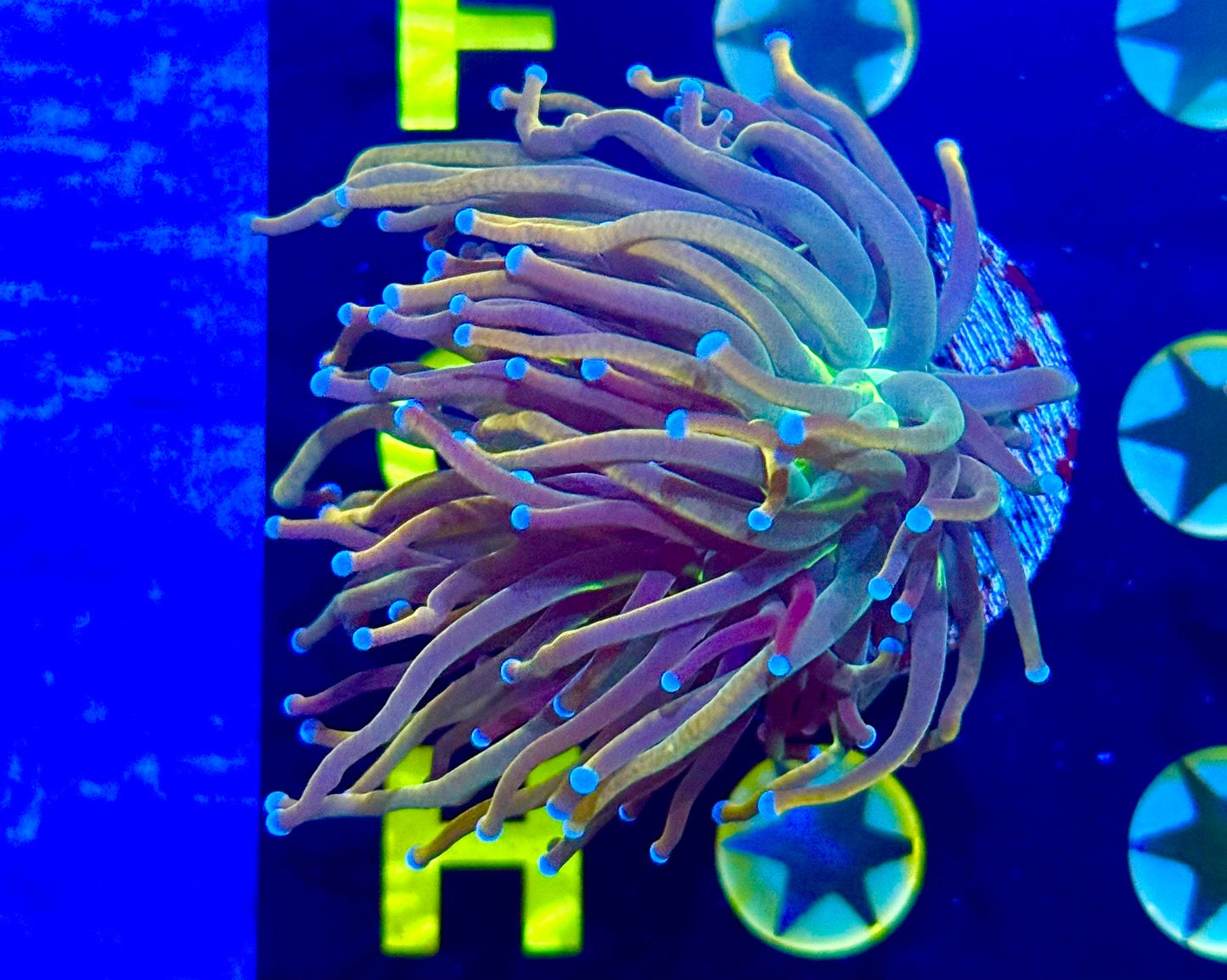 Dragon tamer holy grail