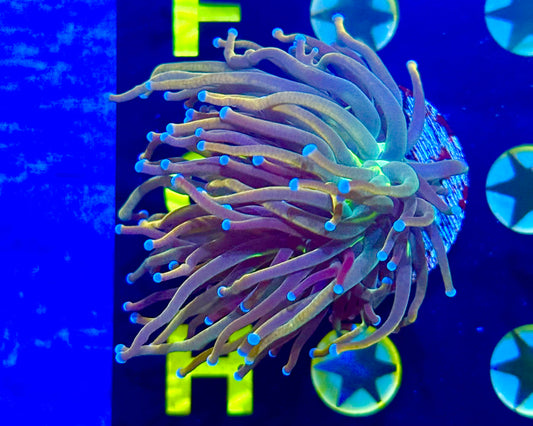 Dragon tamer holy grail