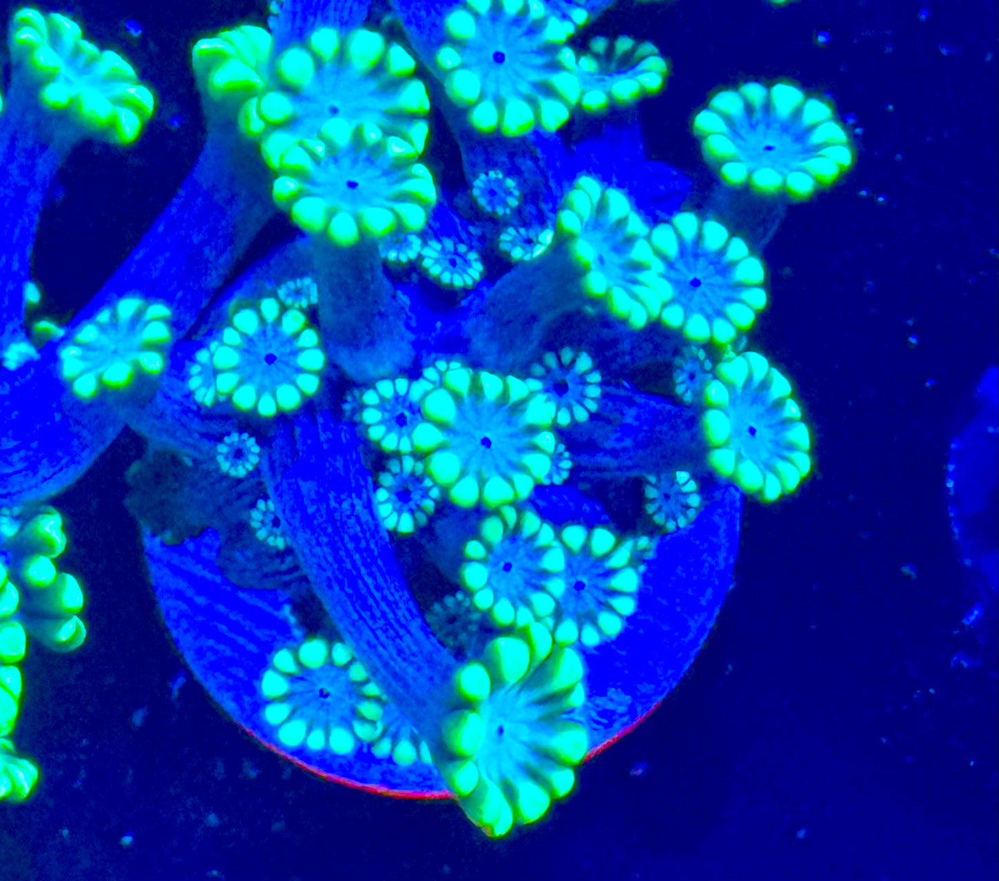 Snow White alveopora