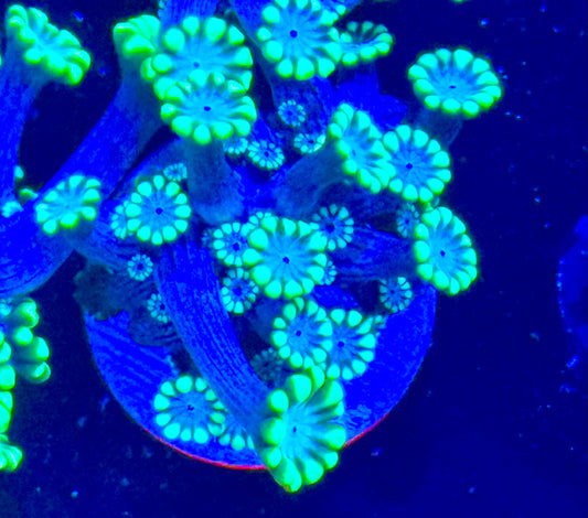 Snow White alveopora