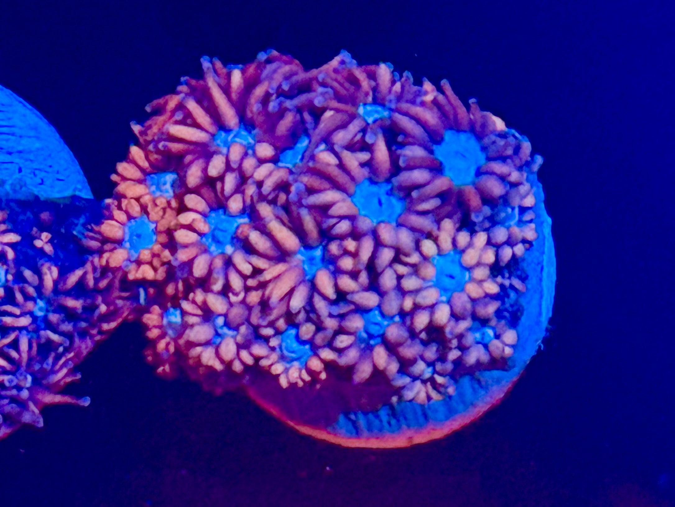 Red goniopora – FRAG FARM