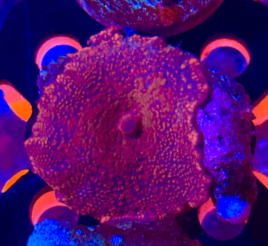 Strawberry Rhodactis