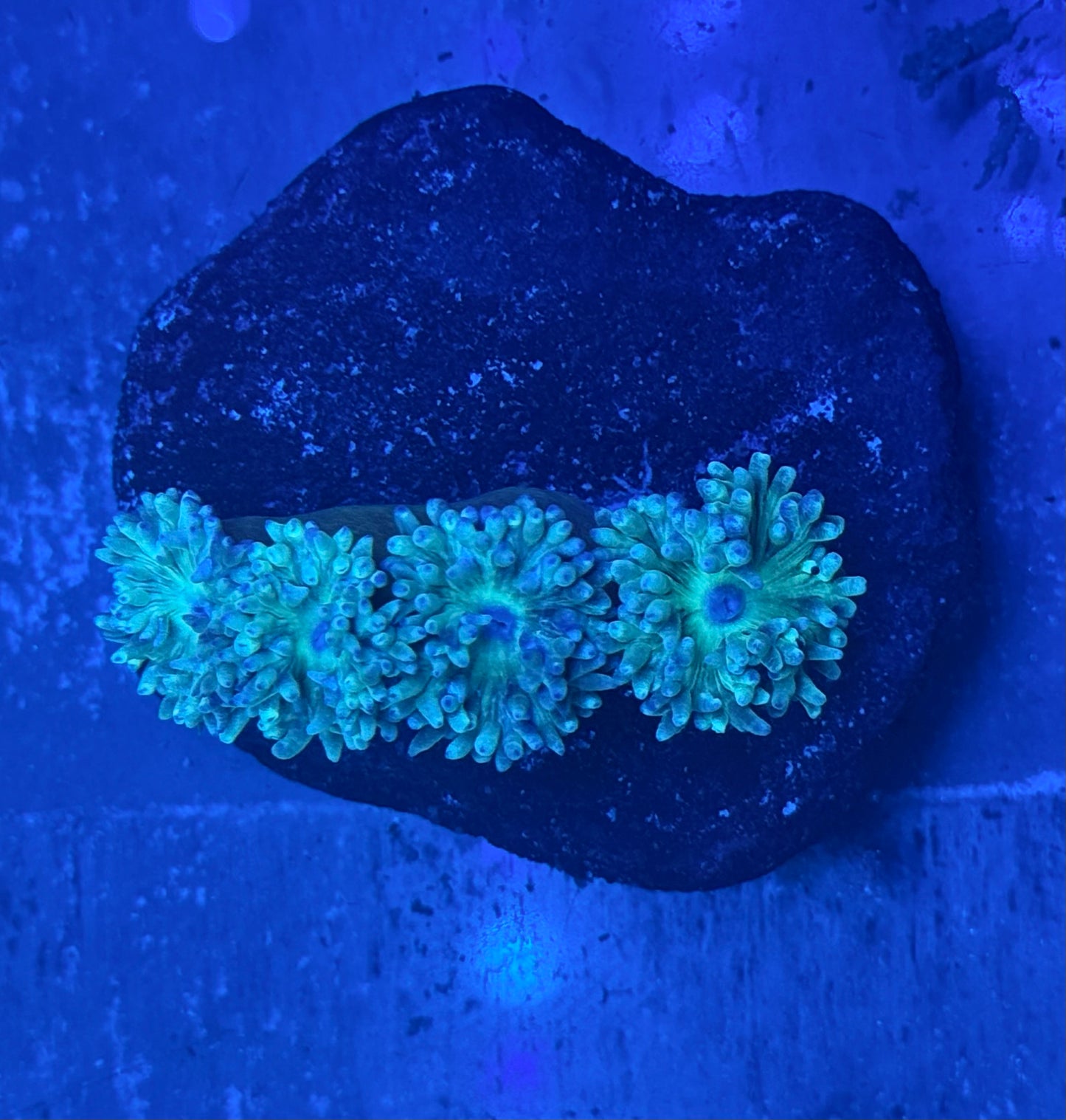 Blue Duncan WYSIWYG