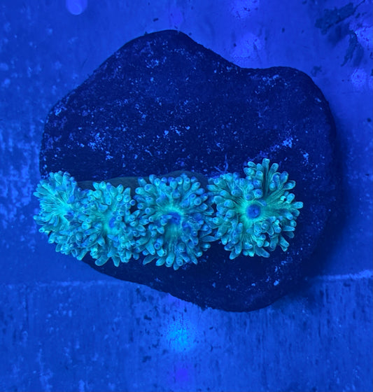 Blue Duncan WYSIWYG