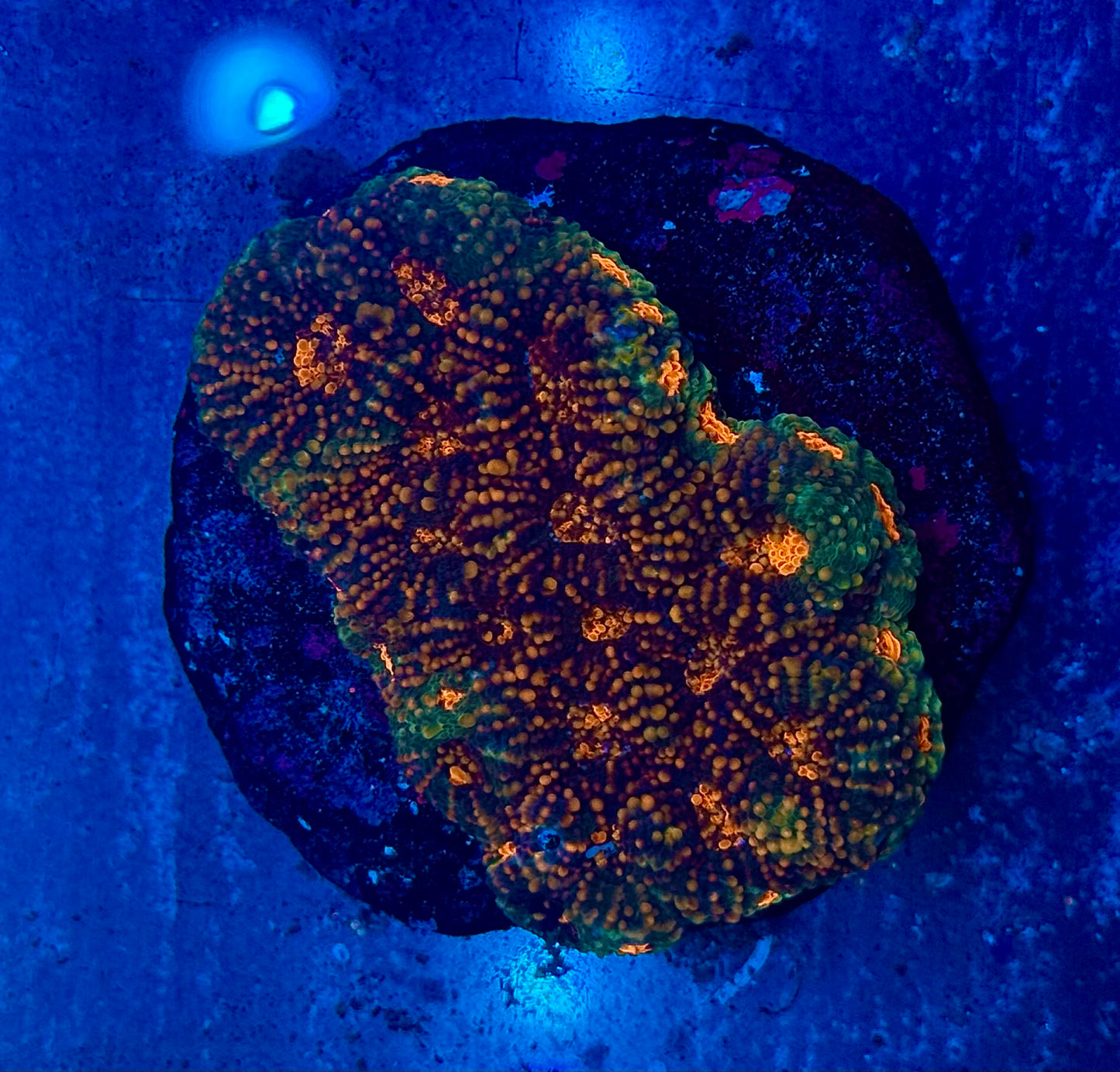 Genie Acanthastrea Echinata Super Grade Mini Colony WYSIWYG