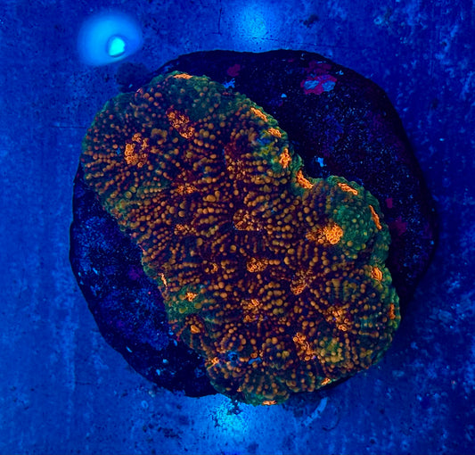 Genie Acanthastrea Echinata Super Grade Mini Colony WYSIWYG