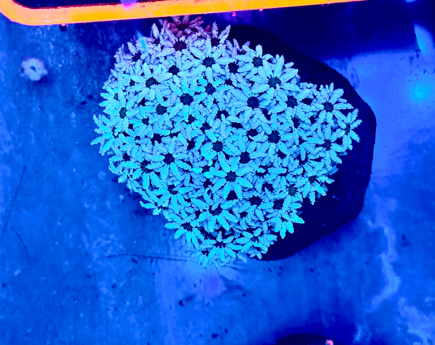 Snow White Pipe Organ Mini colony WYSIWYG