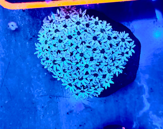 Snow White Pipe Organ Mini colony WYSIWYG