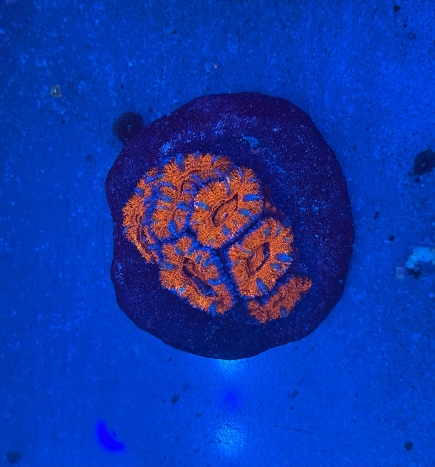 Orange Azure Acan Mini Colony WYSIWYG