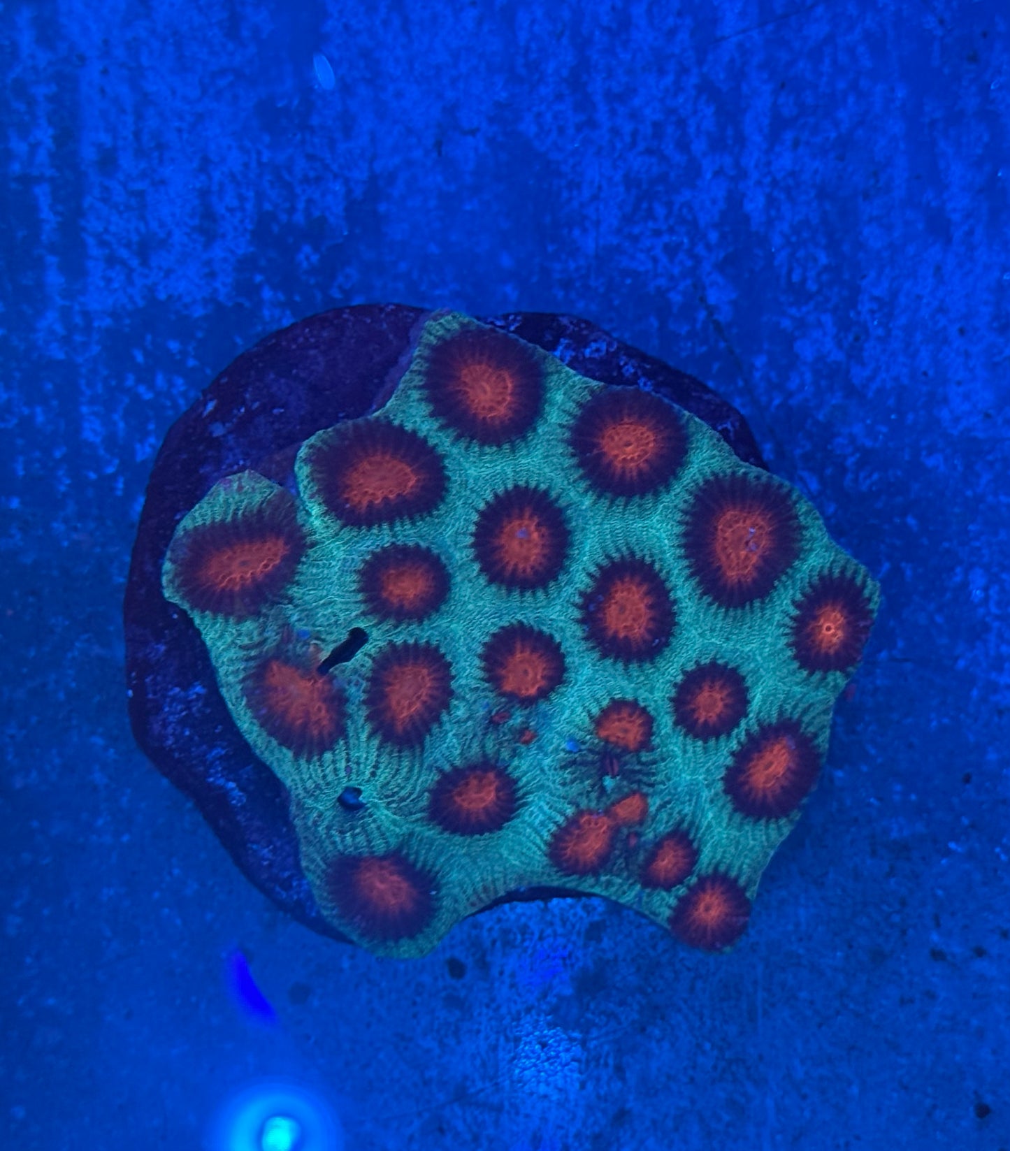Sunset Ember Acanthastrea Mini Colony WYSIWYG