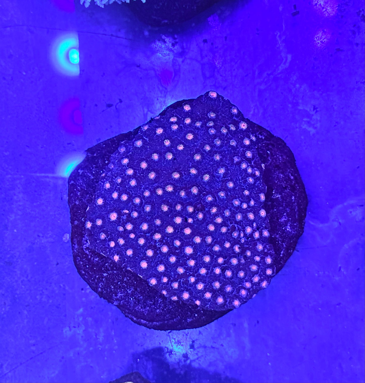 Pink Polka Cyphastrea Mini Colony WYSIWYG