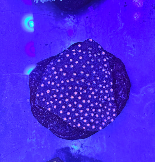 Pink Polka Cyphastrea Mini Colony WYSIWYG