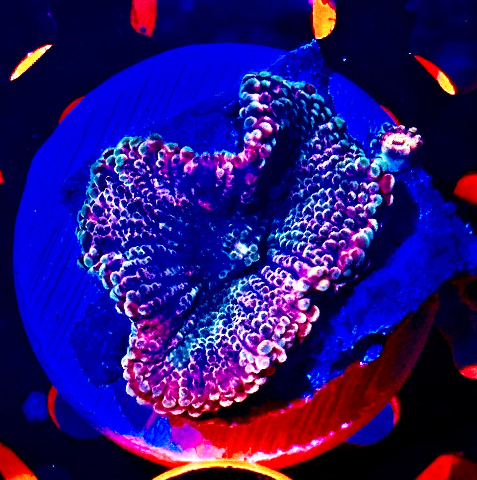 Small Rainbow Solomon Yuma