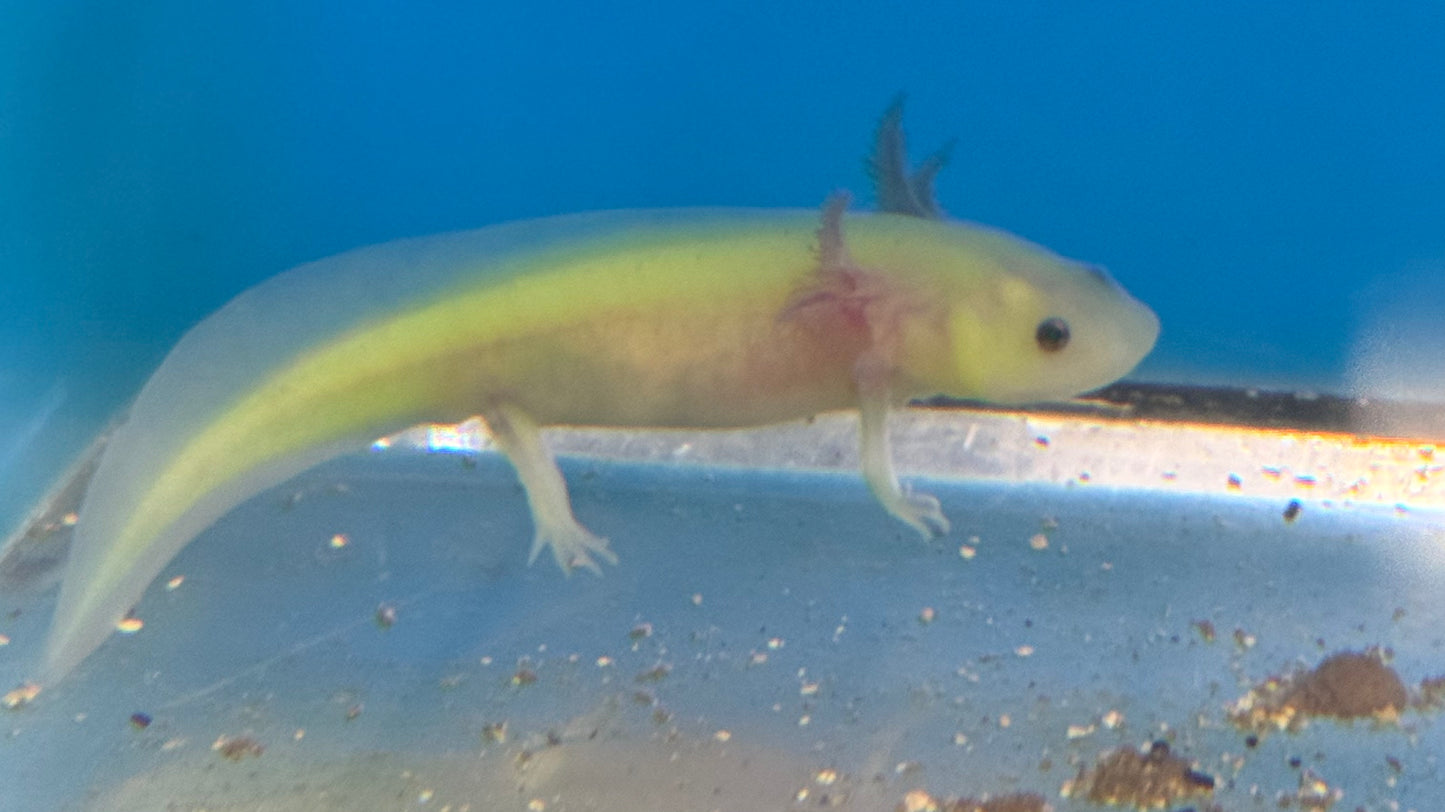 GFP Axolotl