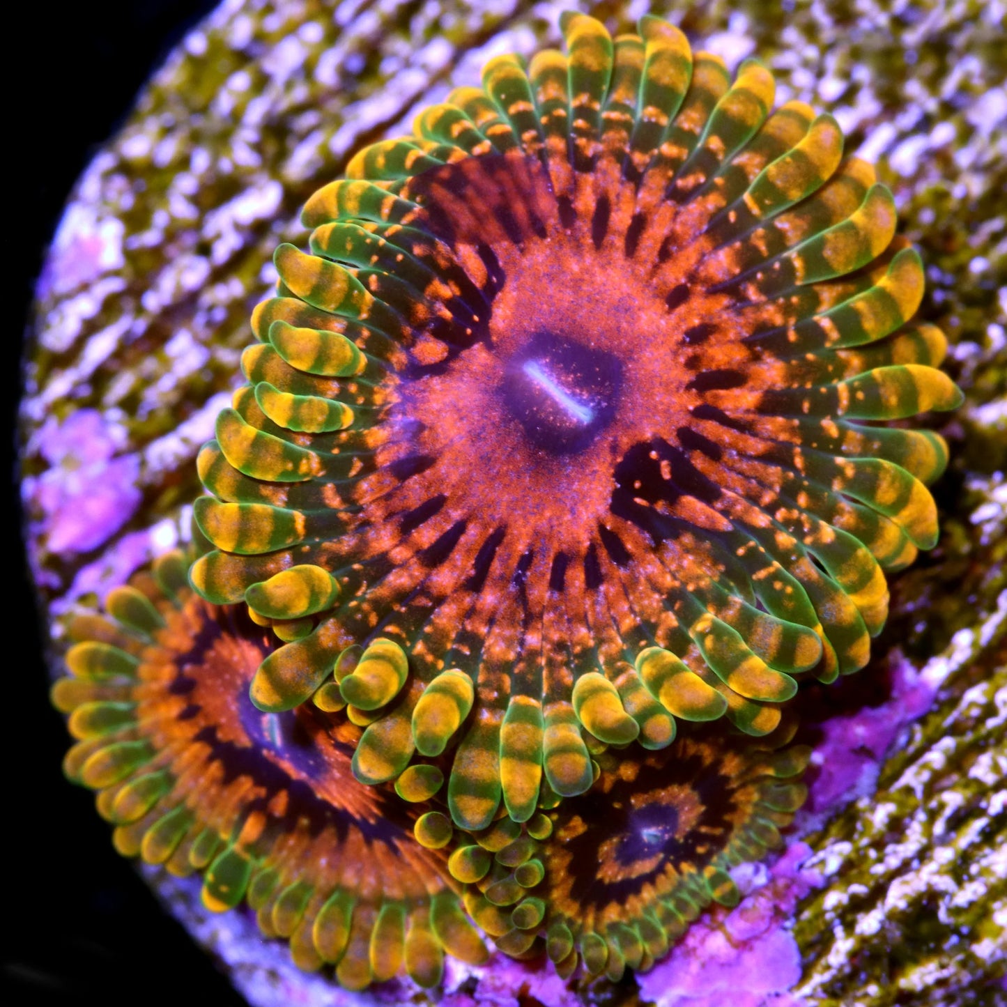 Grand Master Krakatoa Zoanthid Coral (GMK Zoa)