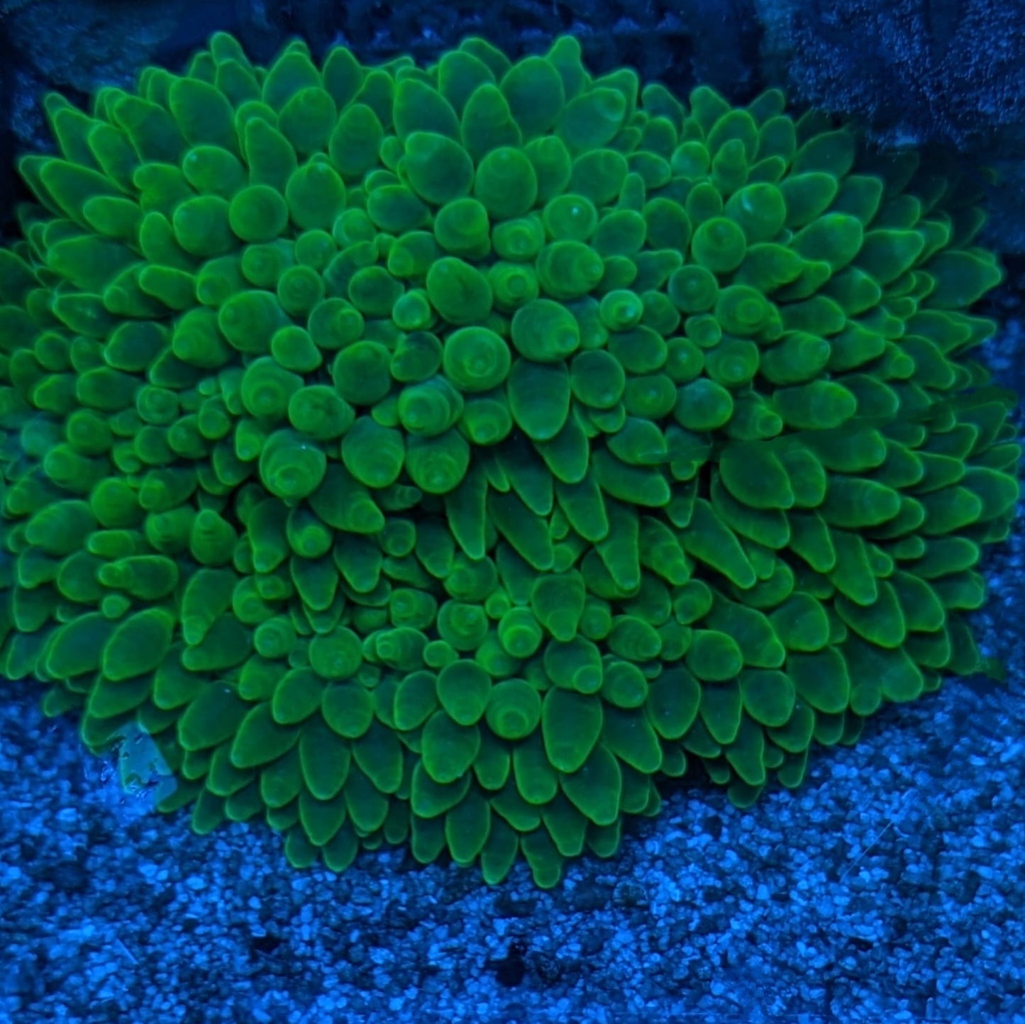 Green Bubble Tip Anemone