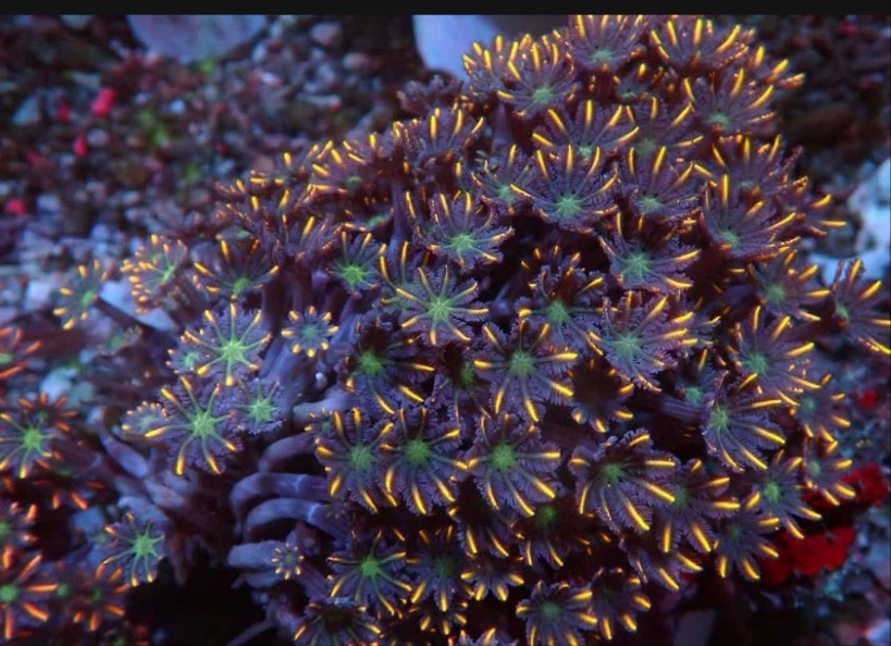 Fireworks Clove Polyps