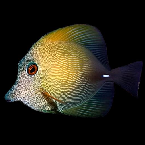 Scopas Tang