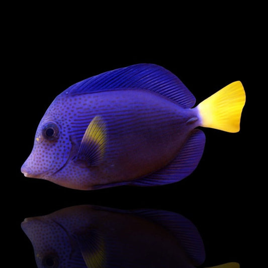 Purple Tang (pre order 10/12/2025)