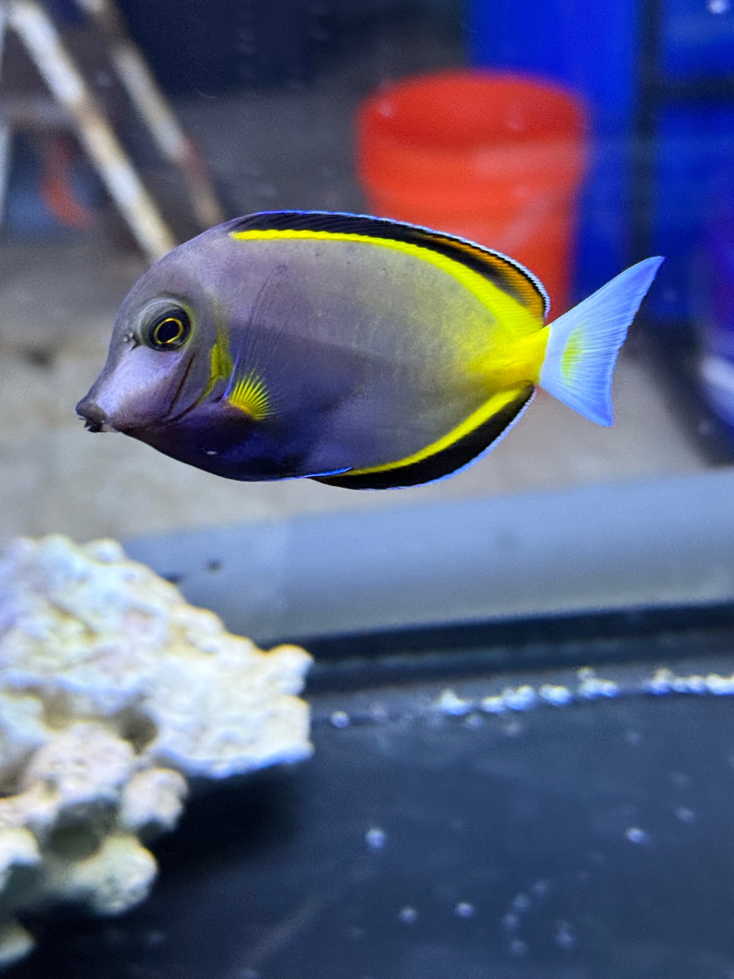 Powder Brown Tang