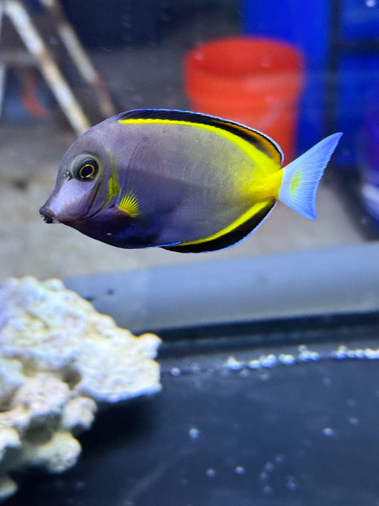 Powder Brown Tang